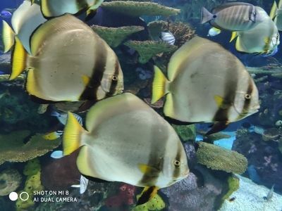 水族館用英語(yǔ)怎么讀？（\"在英語(yǔ)中讀作\"） 水族館用英語(yǔ)怎么讀？（\"在英語(yǔ)中讀作\"） 水族館百科（水族館加盟） 第6張
