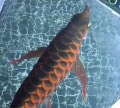 過背金龍魚好養嗎圖片欣賞：過背金龍魚是否易于飼養