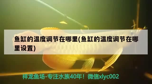 魚缸的溫度調(diào)節(jié)在哪里(魚缸的溫度調(diào)節(jié)在哪里設置)
