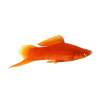水族館都是賣什么的（水族館的銷售內容豐富多樣）