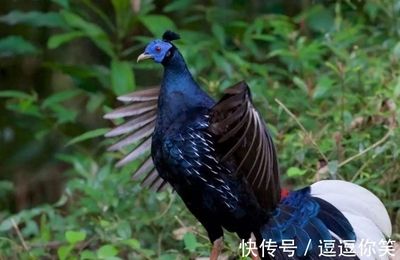 銀龍魚混養(yǎng)最佳搭配圖長得像雀鱔的魚是什么魚(銀龍魚可以和鱷雀鱔混養(yǎng))