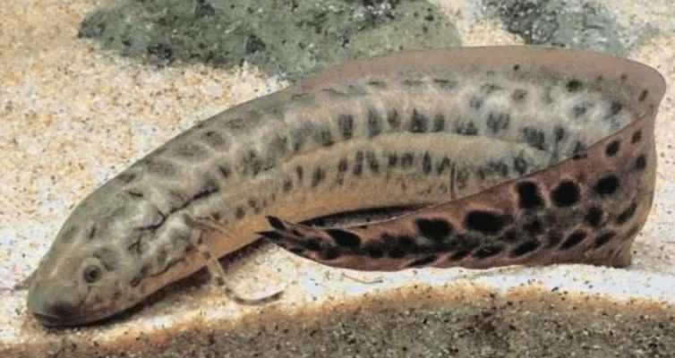 紅龍魚(yú)喂食量 紅龍魚(yú)喂食量 龍魚(yú)百科 第2張