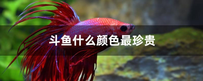 斗魚什么顏色最珍貴 斗魚什么顏色最珍貴 豬鼻龜百科 第1張