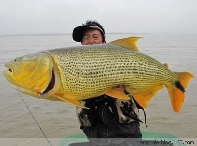 阿根廷黃金河虎魚特點，阿根廷黃金河虎魚與巴西型黃金河虎魚最佳飼養環境 阿根廷黃金河虎魚特點，阿根廷黃金河虎魚與巴西型黃金河虎魚最佳飼養環境 虎魚百科 第4張