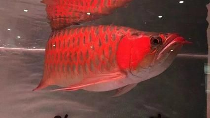 紅龍魚挑選技巧：紅龍魚挑選技巧詳情 紅龍魚挑選技巧：紅龍魚挑選技巧詳情 紅龍魚百科 第5張