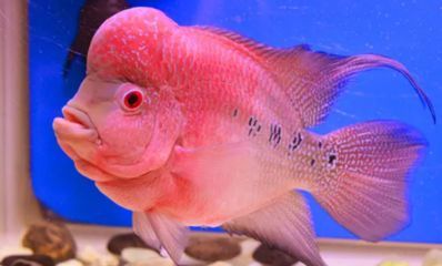 紅龍和魟魚混養用什么底色：紅龍和魟魚混養用什么底色，