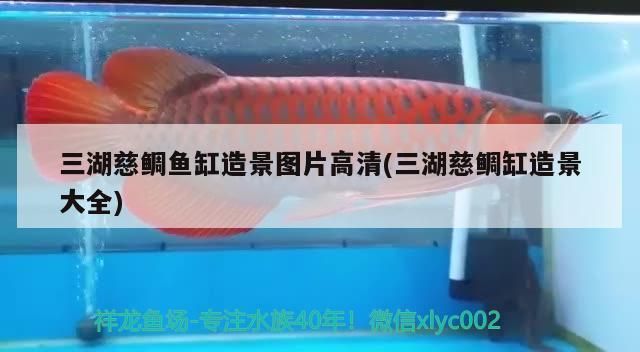 60cm金龍魚多少錢(50cm過背金龍魚多少錢一條) 60cm金龍魚多少錢(50cm過背金龍魚多少錢一條) 金龍魚百科 第4張