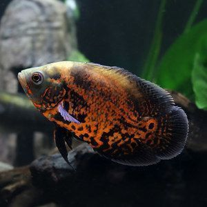 羅漢魚苗飼料對元寶鳳凰的影響，羅漢魚苗飼料對元寶鳳凰的影響主要體現在兩個方面 羅漢魚苗飼料對元寶鳳凰的影響，羅漢魚苗飼料對元寶鳳凰的影響主要體現在兩個方面 元寶鳳凰魚百科 第1張