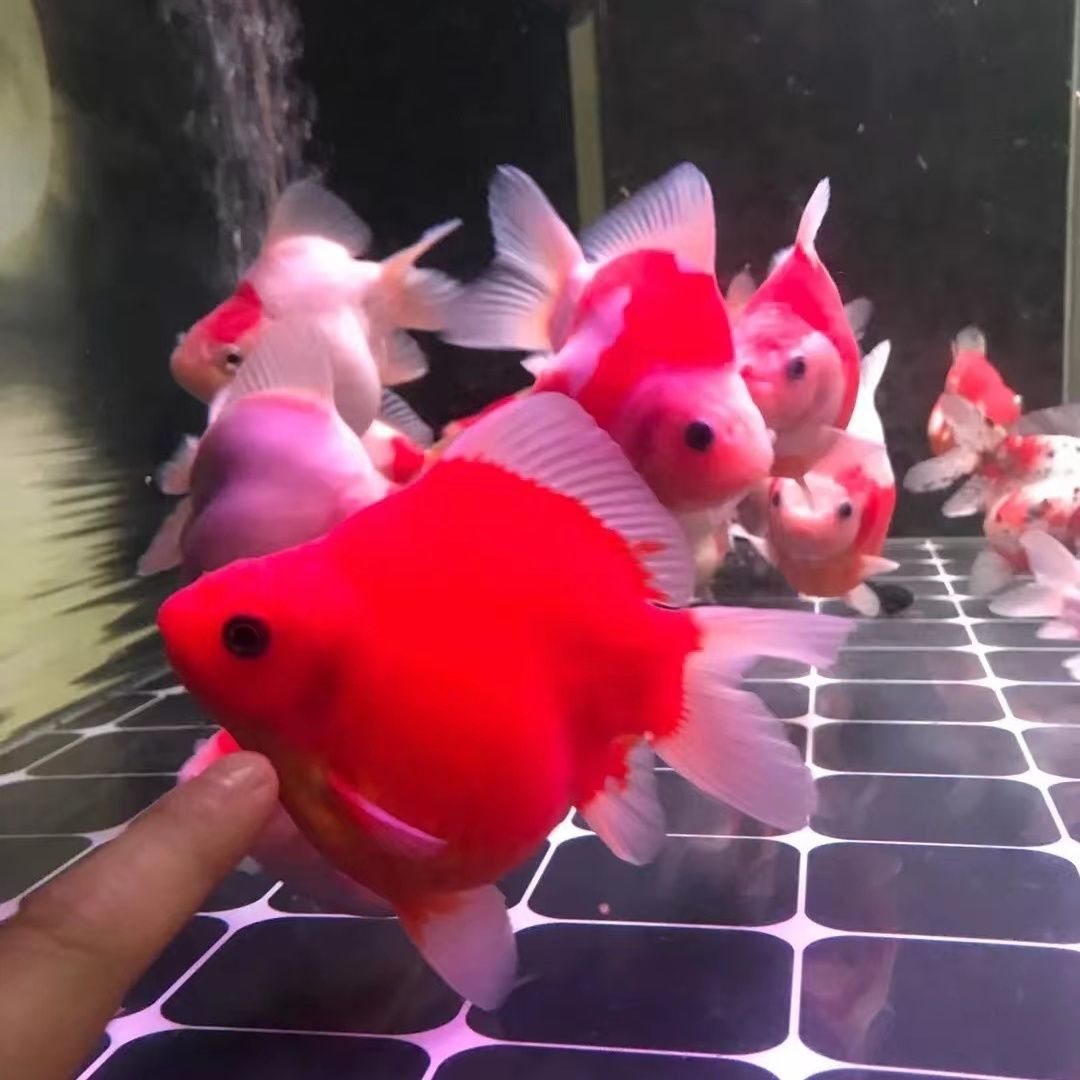 魚缸里的魚喂食有的魚吃不著怎么辦 喂食時有的魚吃不上怎么辦