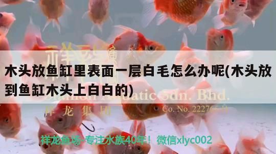 龍虎預(yù)測(cè)方法，古老智慧與現(xiàn)代應(yīng)用的完美結(jié)合，古老智慧與現(xiàn)代科技的融合，揭秘龍虎預(yù)測(cè)的玄機(jī)