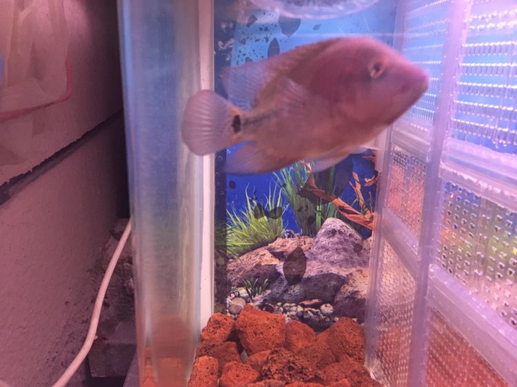 幫忙看下這兩只有沒希望 幫忙看下這兩只有沒希望 紅龍魚百科 第3張