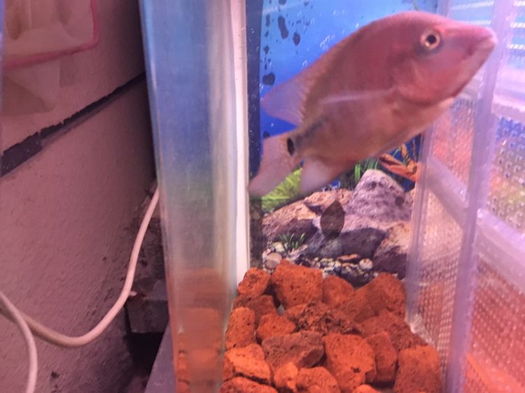 幫忙看下這兩只有沒希望 幫忙看下這兩只有沒希望 紅龍魚百科 第4張