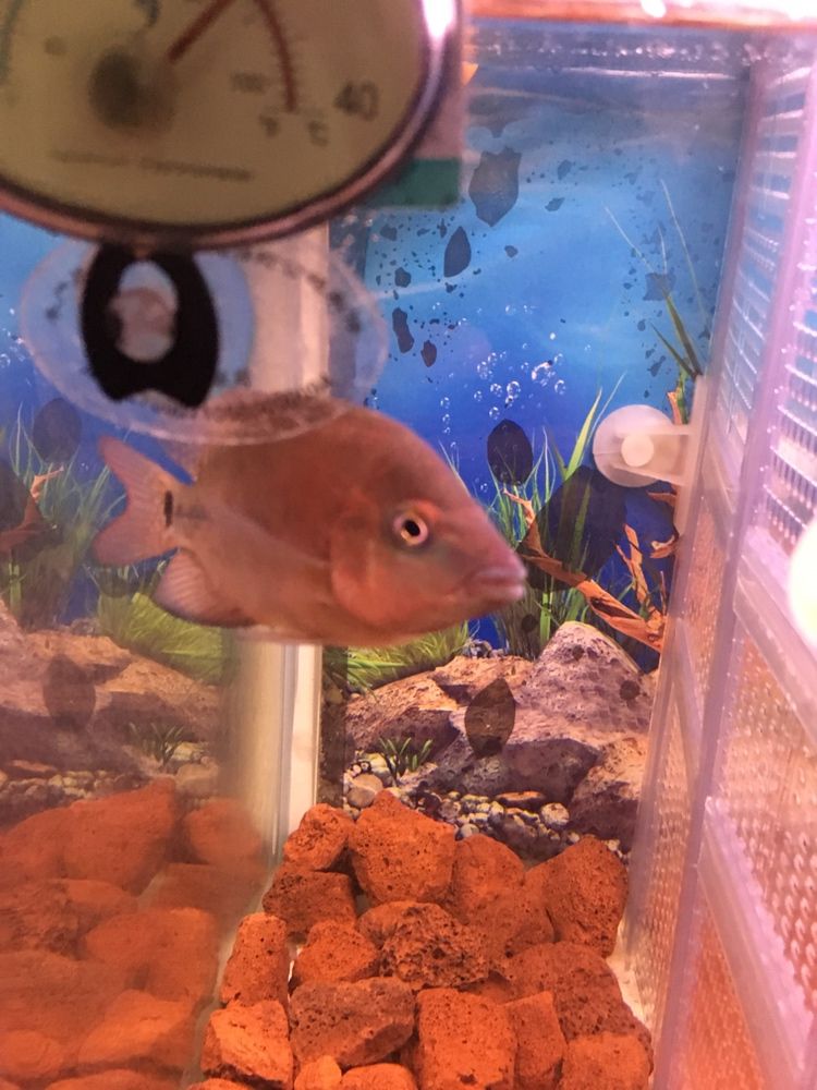 幫忙看下這兩只有沒希望 幫忙看下這兩只有沒希望 紅龍魚百科 第5張
