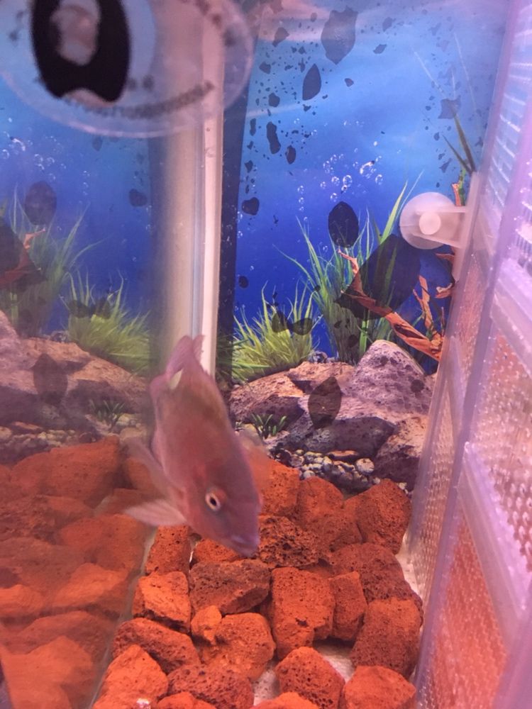 幫忙看下這兩只有沒希望 幫忙看下這兩只有沒希望 紅龍魚百科 第6張