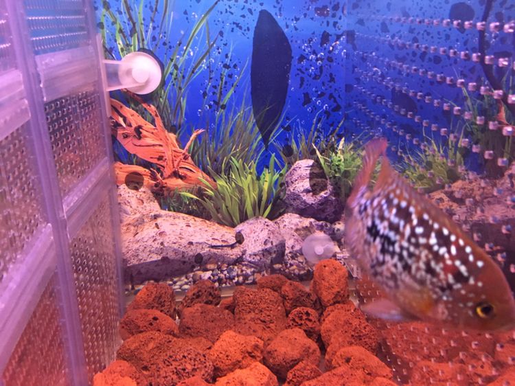 幫忙看下這兩只有沒希望 幫忙看下這兩只有沒希望 紅龍魚百科 第7張