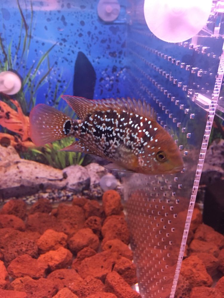 幫忙看下這兩只有沒希望 幫忙看下這兩只有沒希望 紅龍魚百科 第8張