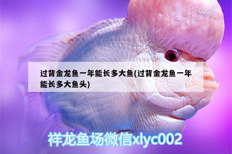 過背金龍魚一年能長多大魚(過背金龍魚一年能長多大魚頭) 過背金龍魚一年能長多大魚(過背金龍魚一年能長多大魚頭) 金龍魚百科 第3張