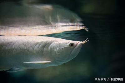 龍虎相沖，傷虎還是傷龍？龍虎相爭，誰更勝一籌？