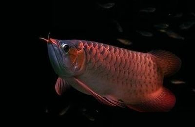 15公分魟魚每天喂食幾次：15公分的魟魚每天喂食幾次