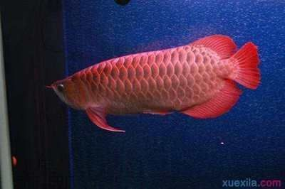 紅龍魚的飼養環境要求：紅龍魚水族箱布置技巧,