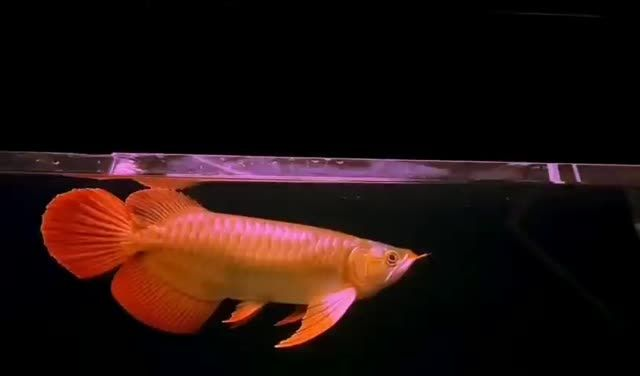 祥龍赫舞紅龍魚大湖紅龍魚：祥龍赫舞中的紅龍魚是大湖養(yǎng)殖的品種具有獨(dú)特的外觀特征 祥龍赫舞紅龍魚大湖紅龍魚：祥龍赫舞中的紅龍魚是大湖養(yǎng)殖的品種具有獨(dú)特的外觀特征 大湖紅龍魚百科 第3張