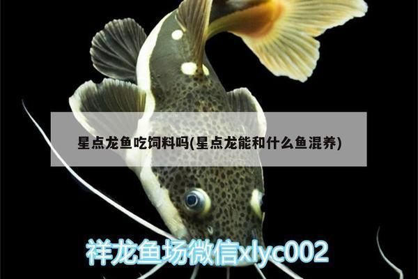 星點(diǎn)金龍魚最佳飼養(yǎng)環(huán)境：關(guān)于星點(diǎn)金龍魚最佳飼養(yǎng)環(huán)境的詳細(xì)信息
