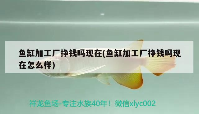 魚缸加工廠掙錢嗎現在(魚缸加工廠掙錢嗎現在怎么樣)