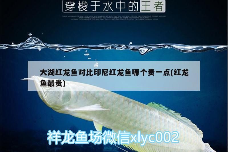 大湖紅龍魚對比印尼紅龍魚哪個貴一點(紅龍魚最貴)
