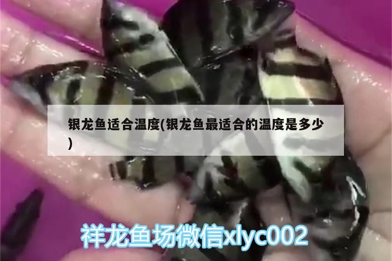 銀龍魚適合溫度(銀龍魚最適合的溫度是多少)