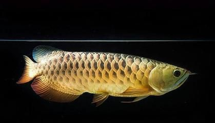 魟魚可以活多少年壽命啊視頻教學：視頻教學視頻教學：[需手動填充]魚的壽命可以活多少年壽命啊
