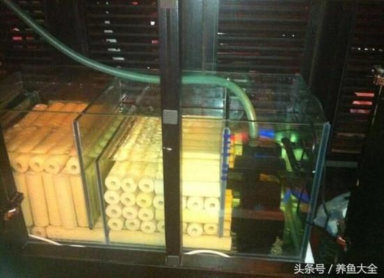 龍魚缸ph值怎么調節最好，如何自然調節魚缸ph值