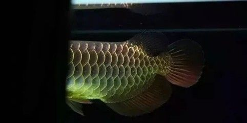 古典過背金龍魚什么時(shí)候發(fā)色：古典過背金龍魚發(fā)色時(shí)間大致可以從其體長(zhǎng)達(dá)到35厘米左右時(shí)開始