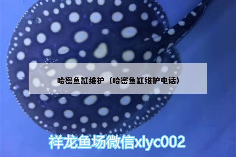 哈密魚缸維護(hù)(哈密魚缸維護(hù)電話) 黃金貓魚百科 第2張 哈密魚缸維護(hù)(哈密魚缸維護(hù)電話) 哈密魚缸維護(hù)(哈密魚缸維護(hù)電話) 黃金貓魚百科 第2張