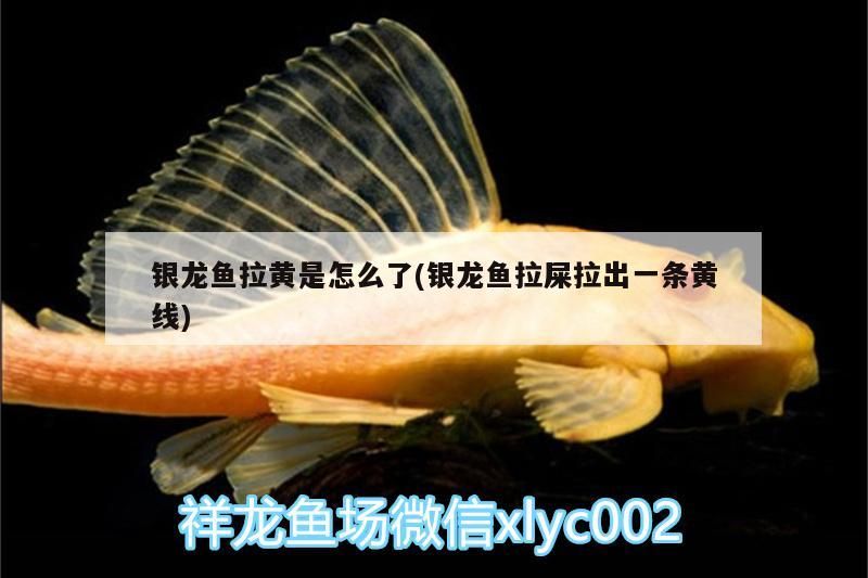 銀龍魚拉黃是怎么了(銀龍魚拉屎拉出一條黃線)