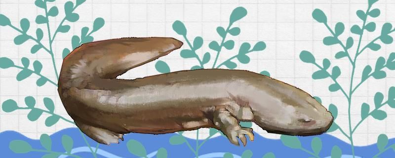 娃娃魚是二級保護動物嗎 娃娃魚是二級保護動物嗎 錦鯉魚百科 第3張