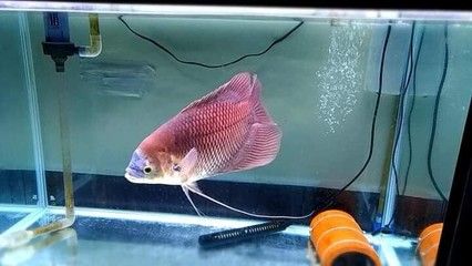 銀龍魚吃什么飼料顆粒好呢(銀龍魚能吃顆粒飼料嗎)