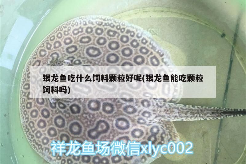 銀龍魚吃什么飼料顆粒好呢(銀龍魚能吃顆粒飼料嗎)