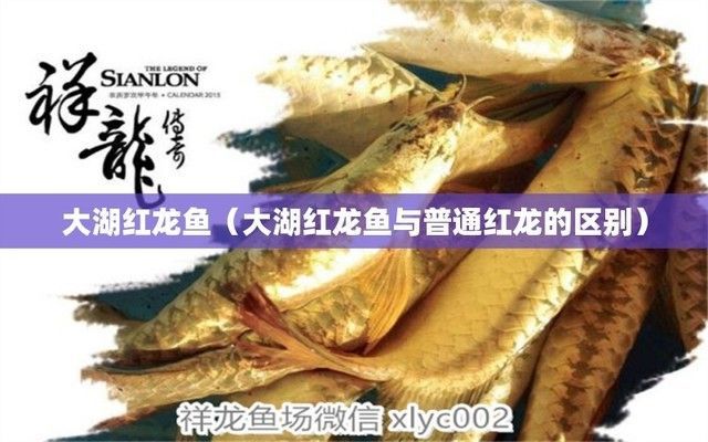 詳細(xì)閱讀:大湖紅龍魚(yú)與普通紅龍的區(qū)別在哪里呢(大湖紅龍魚(yú)與普通紅龍?jiān)谕庥^、繁殖特性上有一些明顯的區(qū)別) 大湖紅龍魚(yú)與普通紅龍的區(qū)別在哪里呢(大湖紅龍魚(yú)與普通紅龍?jiān)谕庥^、繁殖特性上有一些明顯的區(qū)別)