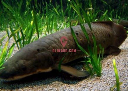 龍魚休閑垂釣中心在哪（奧比島怎么100%釣到龍魚） 龍魚休閑垂釣中心在哪（奧比島怎么100%釣到龍魚） 元寶鳳凰魚百科 第2張