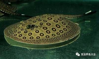 魟魚的毒刺在哪里長出來的：關于魟魚毒刺生長位置的詳細信息