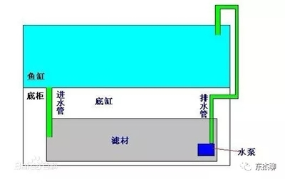 6月到8月記錄24K金頭過背金龍2個多月的蛻變過程變化請分享