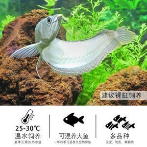 20cm元寶鳳凰魚：元寶鳳凰魚的體長(zhǎng)可以達(dá)到多少？