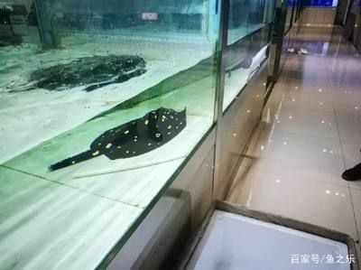 魟魚腹水早期能治療嗎：魟魚腹水早期治療可能性