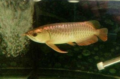 龍魚掉眼初期癥狀表現有哪些呢