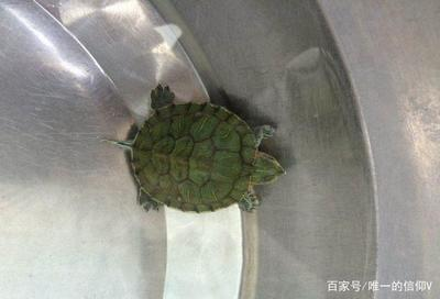 龍魚掉鱗片的原因及治療方法全解析，龍魚掉鱗片的原因及治療方法全解析