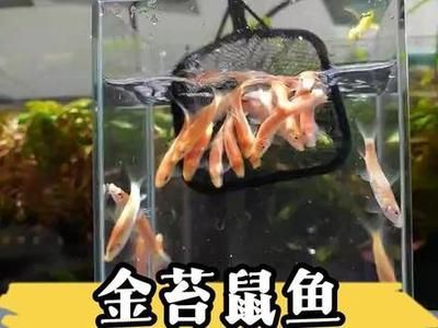 龍魚缸什么魚清潔最好，幾種適合養(yǎng)在龍魚缸中的清潔魚 龍魚缸什么魚清潔最好，幾種適合養(yǎng)在龍魚缸中的清潔魚 魚缸百科 第6張