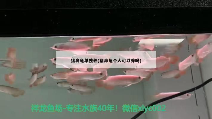 豬鼻龜稀有嗎能養嗎：豬鼻龜個人可以養嗎