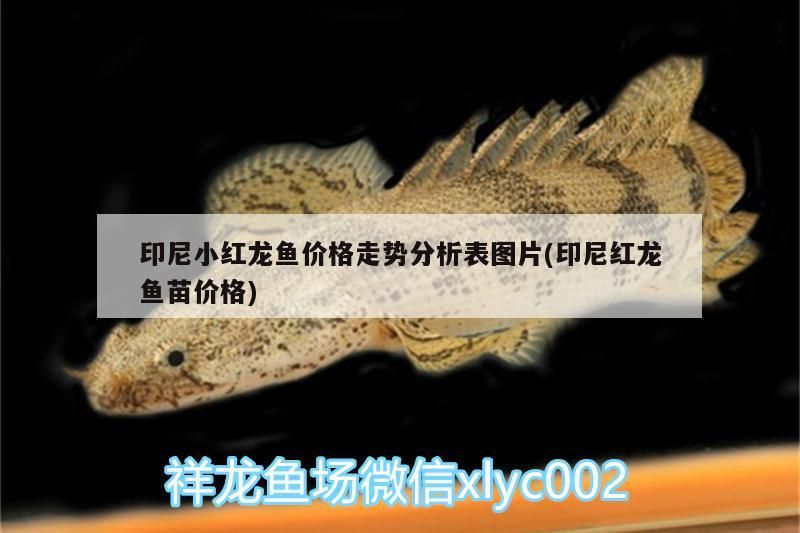 印尼小紅龍魚(yú)價(jià)格走勢(shì)分析表圖片(印尼紅龍魚(yú)苗價(jià)格) 紅龍魚(yú)百科 第3張 印尼小紅龍魚(yú)價(jià)格走勢(shì)分析表圖片(印尼紅龍魚(yú)苗價(jià)格) 印尼小紅龍魚(yú)價(jià)格走勢(shì)分析表圖片(印尼紅龍魚(yú)苗價(jià)格) 紅龍魚(yú)百科 第3張
