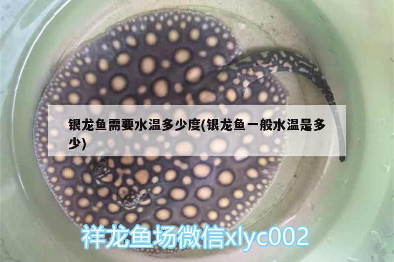銀龍魚需要水溫多少度(銀龍魚一般水溫是多少)