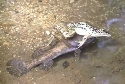 虎魚捕食視頻：虎魚捕食的視頻